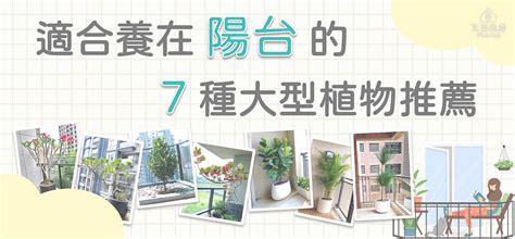 陽台種什麼|陽台種什麼植物好？7種懶人植物推薦 